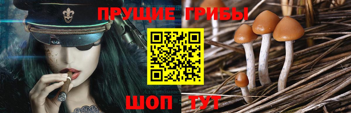 Югорск  Галлюциногенные грибы Cubensis  Вход с VPN 
